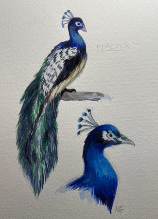 Peacock Peacock