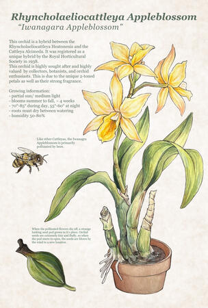 Appleblossom Orchid