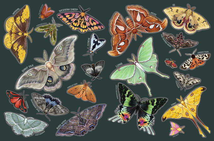 Pixel Art Moths
