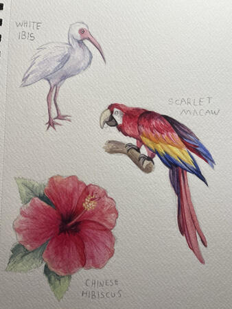 tropical birds tropical birds